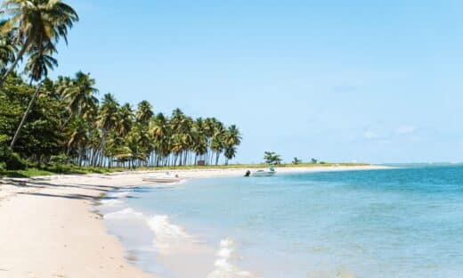 beach surrounded by trees